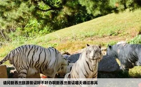 请问新西兰旅游签证好不好办啊新西兰签证哪天通过率高